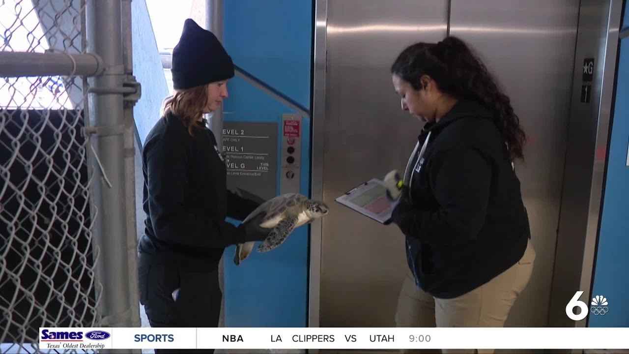 High-tech drone rescue speeds up cold-stunned turtle recovery efforts at PINS