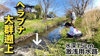 水深15cmの狭い用水路に大量のヘラブナが遡上してきたので釣りしてみた