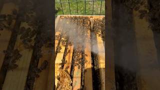 How smoke affects honey bees