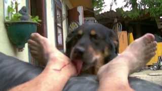 Bluthund Rocky Beim Füsse Schlecken 01 06 2013