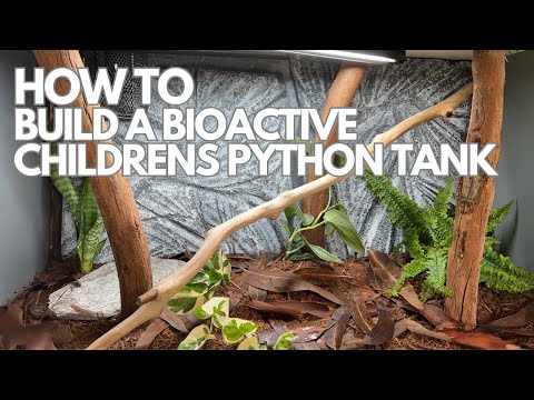 How To Build a Bioactive Children's Python Snake Enclosure / Tank