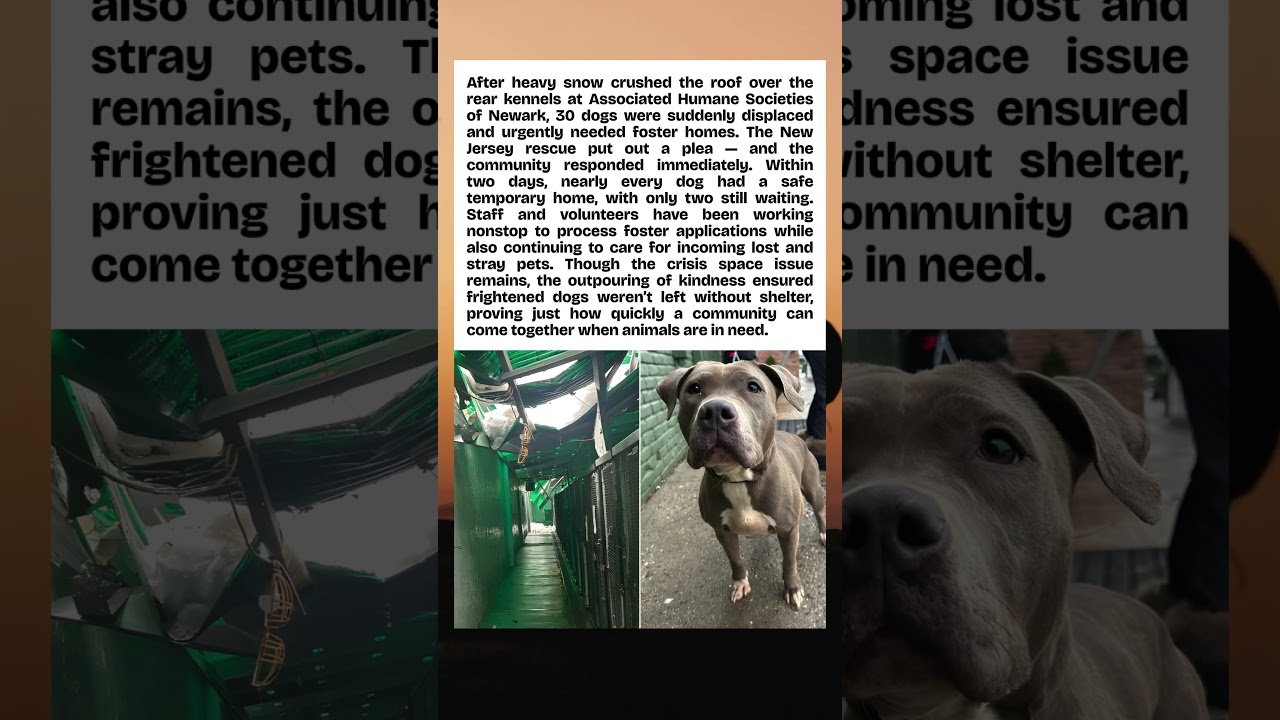 The Shelter Roof Collapse Rescue