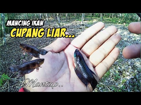 ikan-cupang-||-cupang-liar-ukuran-besar-(jumbo)