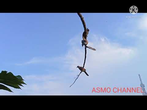 SUARA PIKAT BURNG PERKUTUT YG BANDEL/SUSAH MENDEKAT