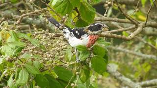 Macho juvenil de Picogrueso degollado (Pheucticus ludovicianus) alimentándose Rose-breasted Grosbeak