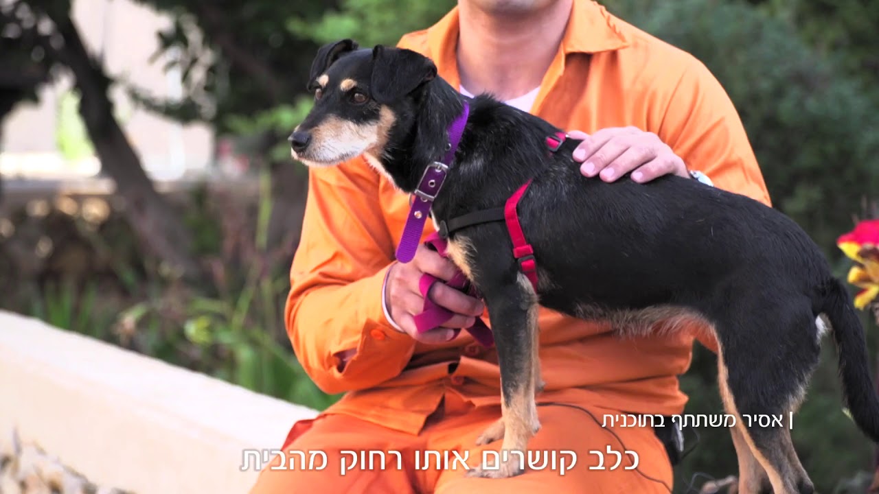 שיקום כלבים נטושים בבית סוהר חרמון