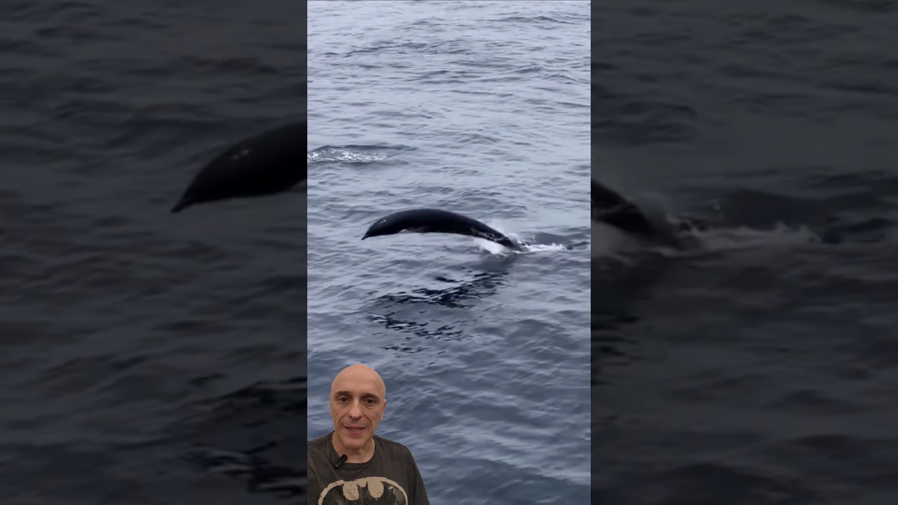 DUVIDO QUE VOCÊ CONHECE ESSE GOLFINHO? Pergunte ao Biólogo Guilherme Domenichelli #animaltv #dolphin