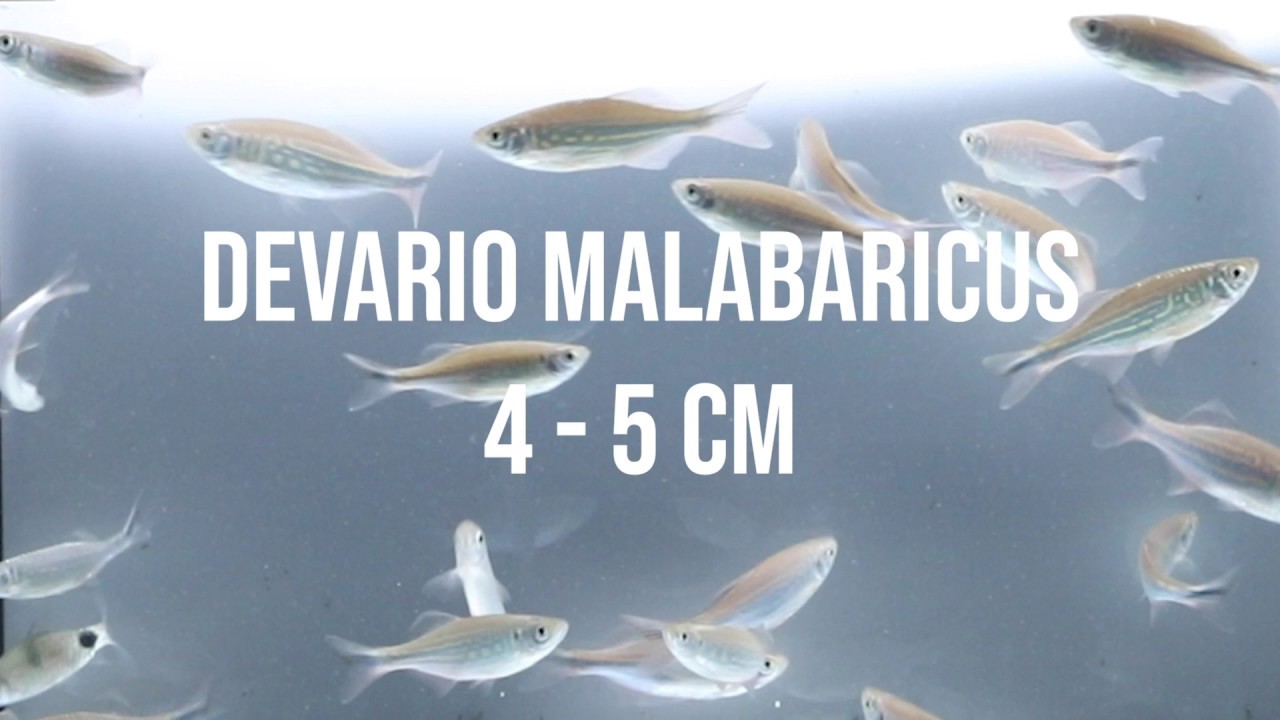 DEVARIO MALABARICUS 4   5 CM