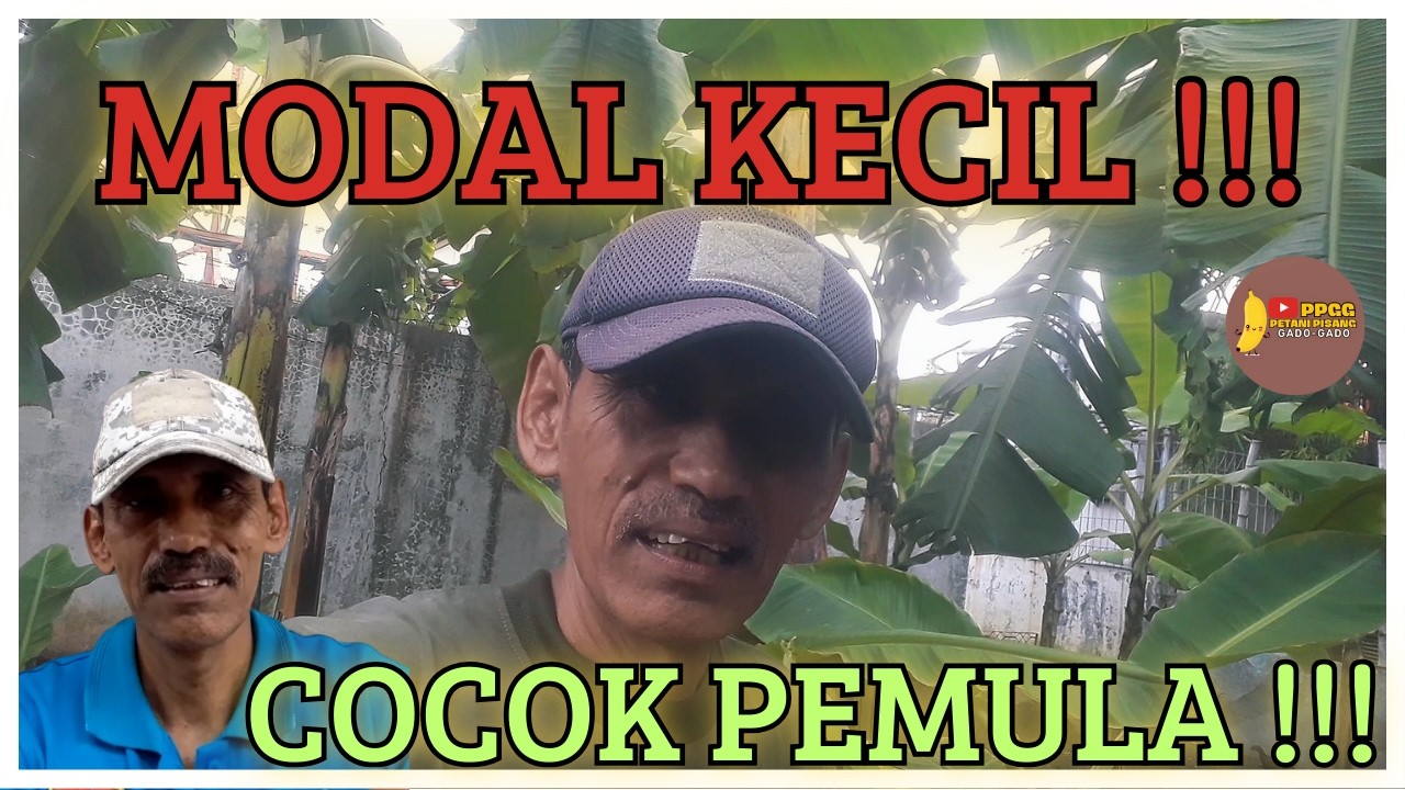 Modal Kecil untuk Pemula: Mulai Berkebun Pisang Tanpa Ribet