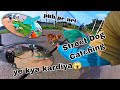 Street Dog Catching Vlog || Awara Kutte Pakadne Ka Video