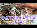 【117】極寒の野良猫母子、一刻を争う保護作戦❗️母猫の野良教育を守る子猫達が1週間で🩷