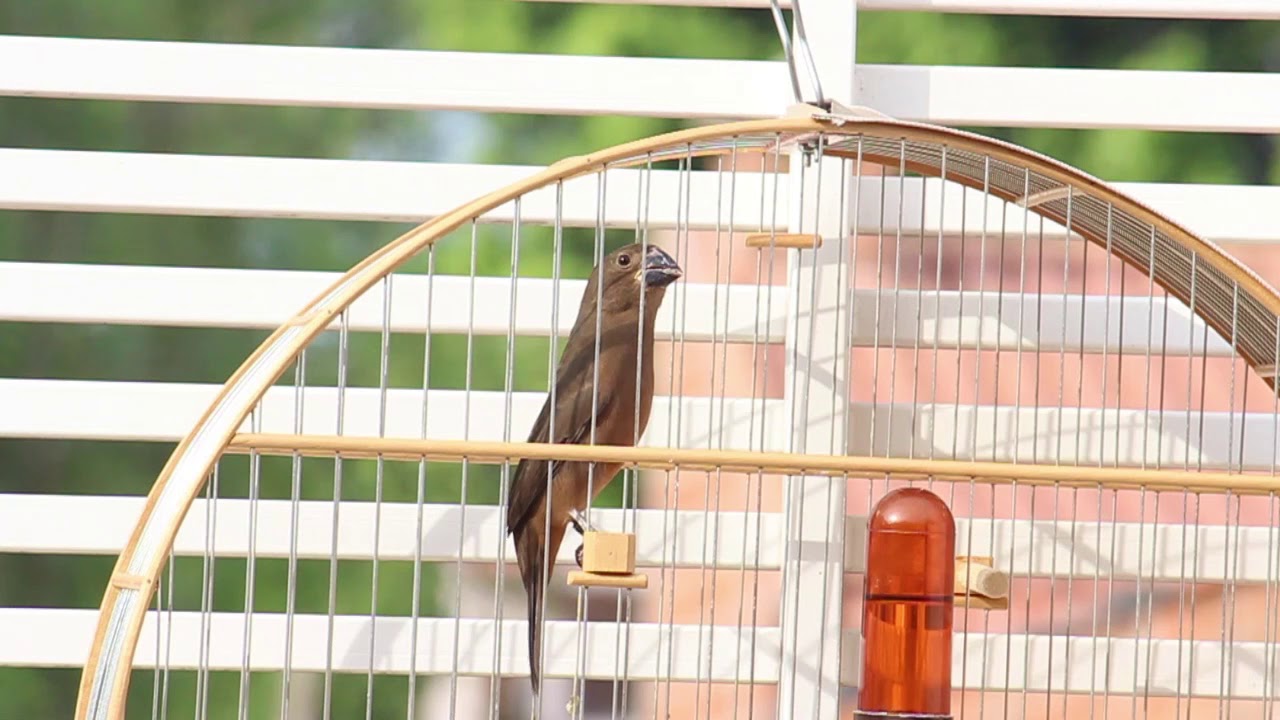 bicudo-bipolar-aos-6-meses-sporophila-maximiliani-great-billed-seed