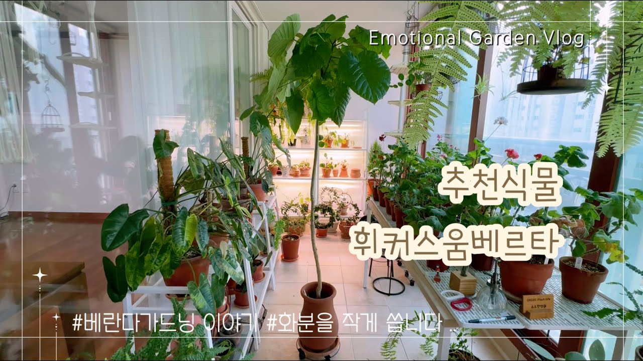 베란다가드닝 일상이야기 | 작은화분을 씁니다 .. 🪴| 키우기쉬운 휘커스움베르타 식물소개 [오로시의감성정원]