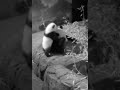 Xiao Qi Ji stands up on ledge to wrestle & bite mama's head but she blocks & pulls him in her lap