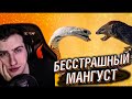 Hellyeahplay смотрит: Даже Королевская Кобра Боится Этого Убийцы Змей