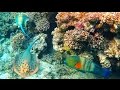 Red sea coral reef fish Stingray & Wrasse 4K Egypt snorkeling & diving. Hurghada reef.