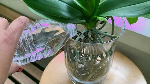 ¿Pueden sobrevivir las orquídeas en un recipiente con agua?