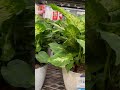 Dieffenbachia Plants/ Vạn Niên Thanh
