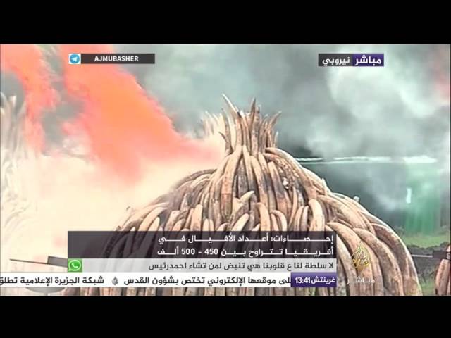 كينيا تحرق أكثر من 100 طن من عاج الأفيال