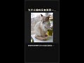 为什么猫咪反复闻同一个地方?🐱👃 #Shorts
