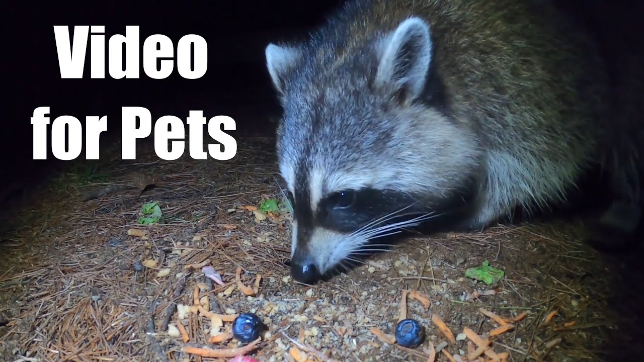 Mice, Raccoons and Nighttime Critters - 10 Hour Cat TV for Pets to Watch 🐱 - Aug 28, 2025