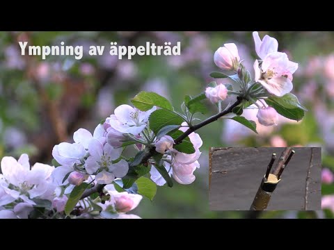 Video: 3 sätt att odla citronfrön