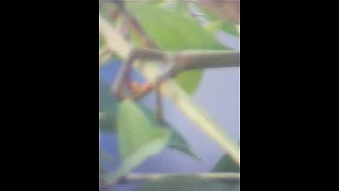 Cò lửa - cò rán 2