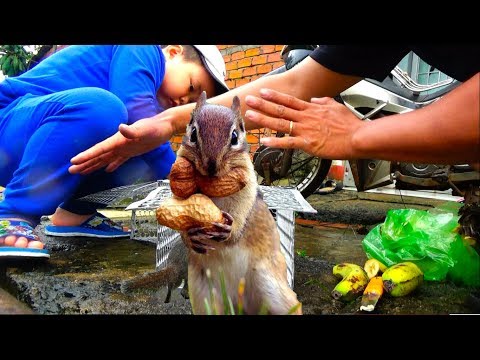 Video Chỉ Cách Bẫy Sóc Đơn Giản Nhất | Vụ Án Con Sóc và Trái... - youtube