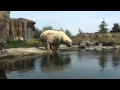 IJsbeer neemt een bad (Polar bear takes a bath)