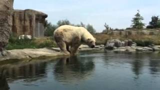 IJsbeer neemt een bad (Polar bear takes a bath)