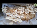 طريقة زراعة المشروم (عيش الغراب) في المنزل خطوة بخطوة حتى الحصاد How to grow oyster mushroom