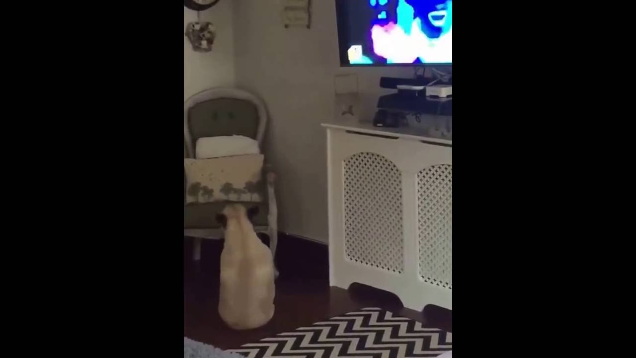 dog dancing to wham