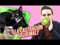 ¿Por qué mi gato sigue haciendo ESO después de la castración? 🥝😾