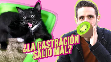 ¿Pueden amamantar los gatos machos?