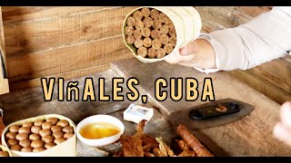 Handmade Cuban Cigars in Viñales Cuba