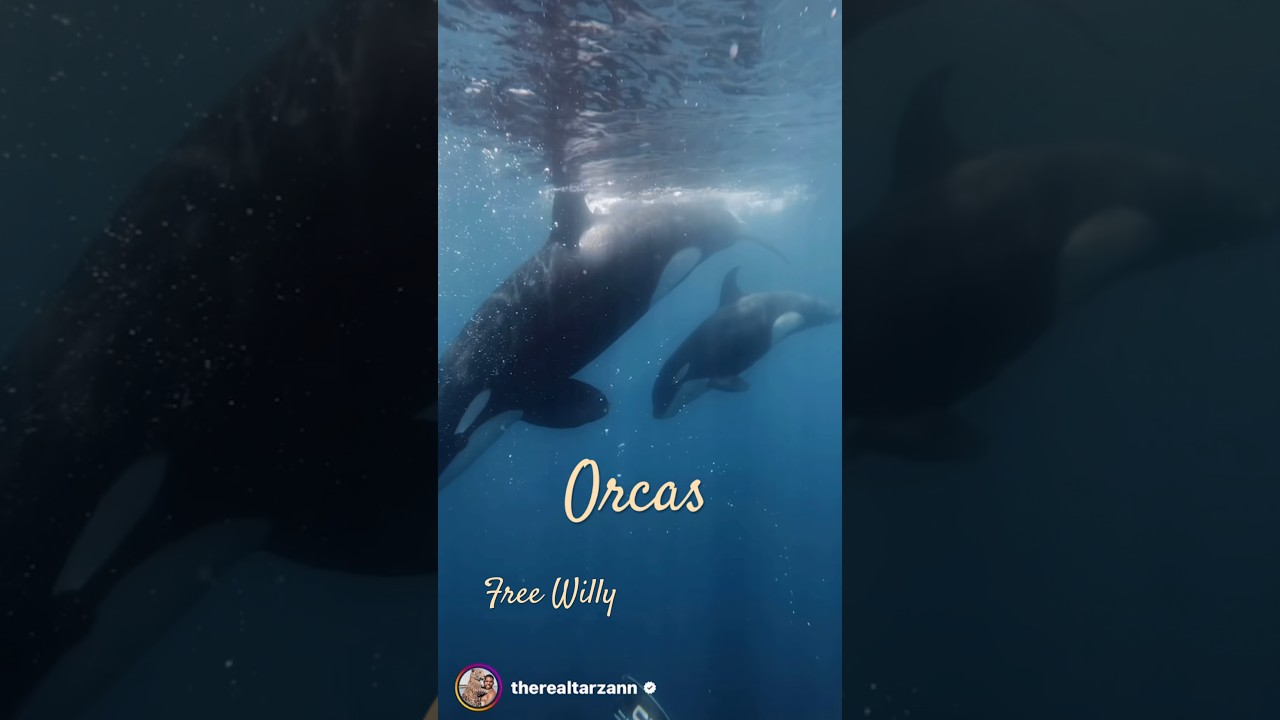Swimming with Orcas