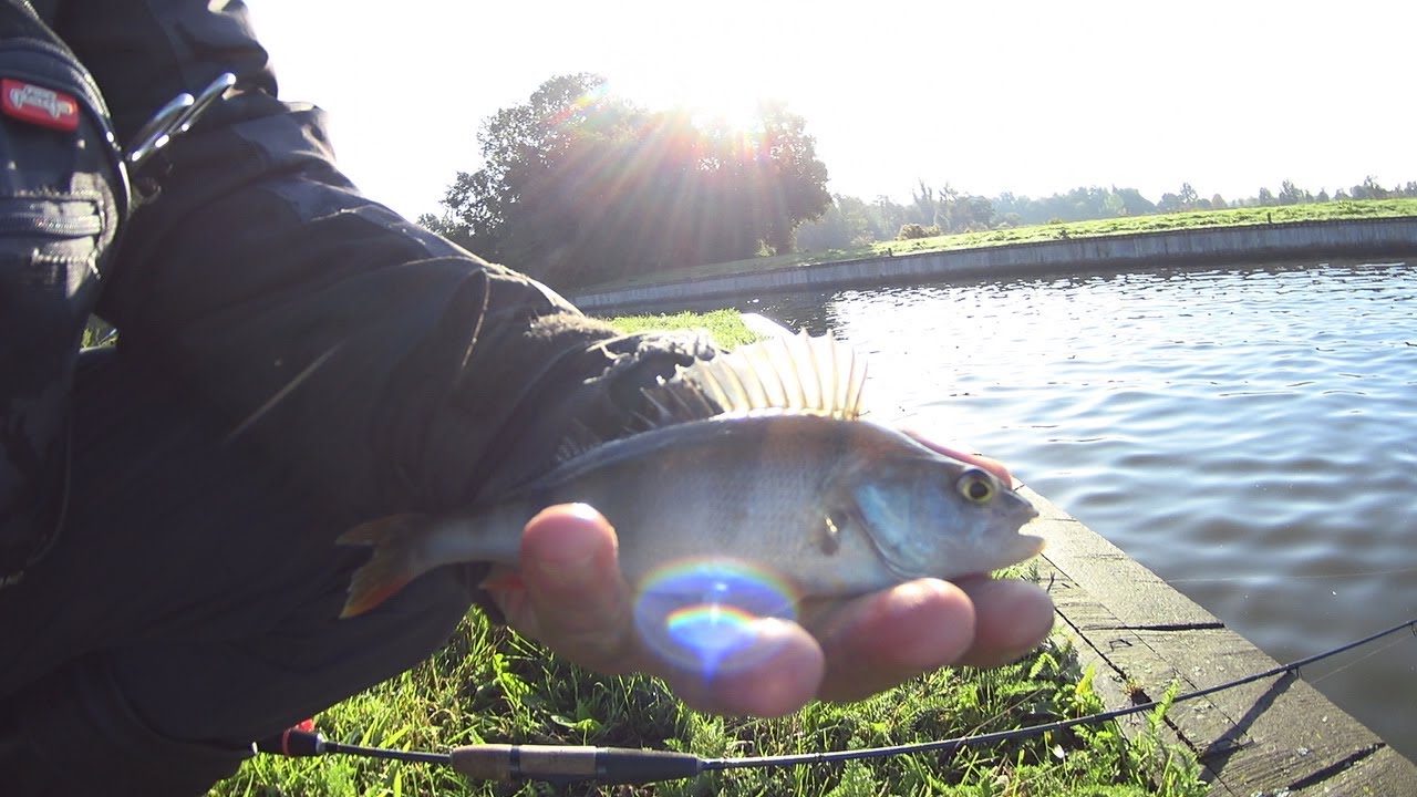 baars vissen met micro lures