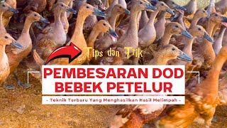 How to Raise DOD Laying Ducks