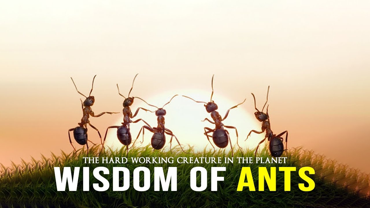 Wisdom Of The Ants   Best Motivational Video