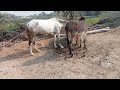 Horse Mating Donkey Horse Mating Donkey In Village Animal Discovery Village Hd