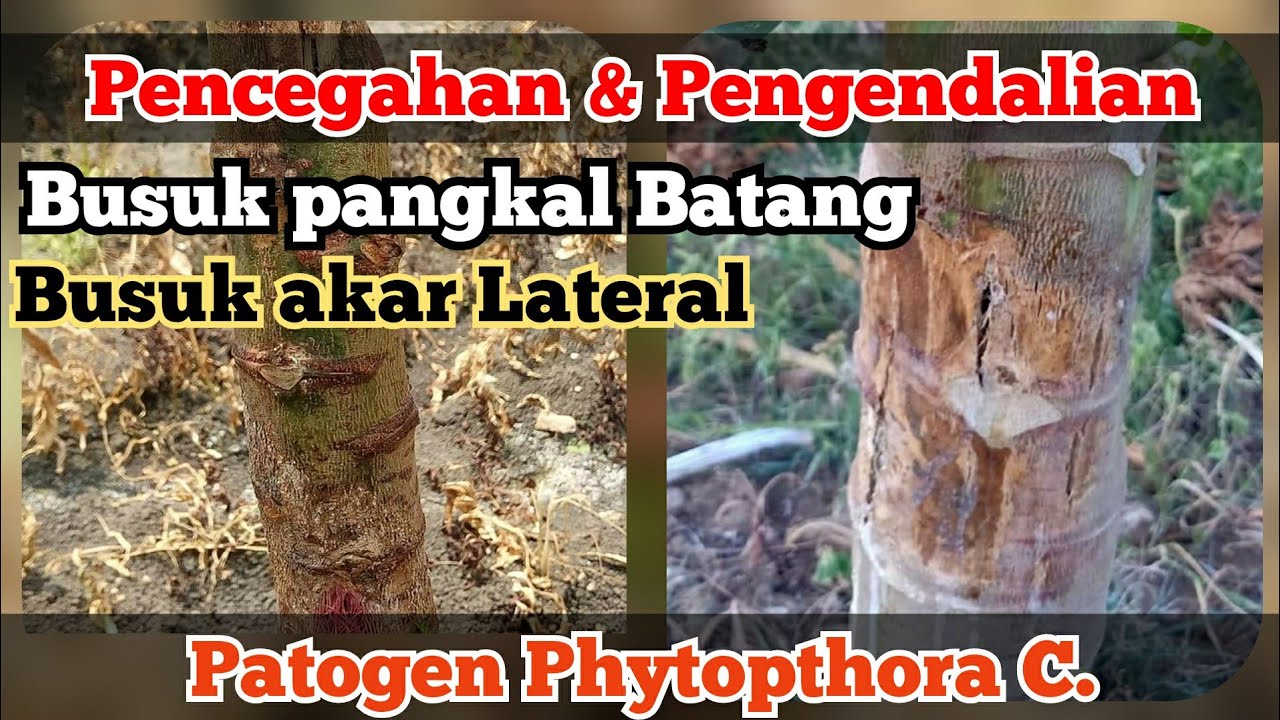 Cara Mengatasi Busuk Batang Pepaya - Mencegah Busuk batang pepaya - Solusi penyakit Pepaya