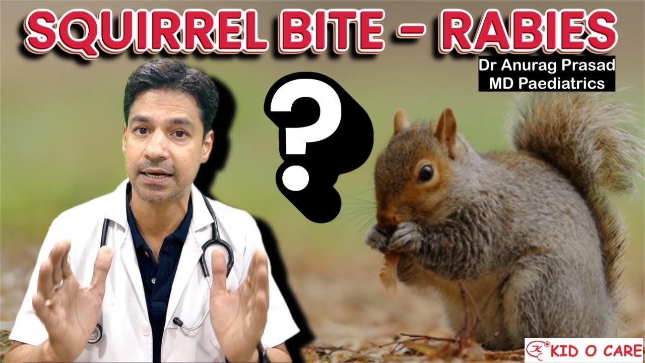 गिलहरी ने काट लिया? Rabies Risk कितना? Squirrel Bite Rabies: पूरी ...