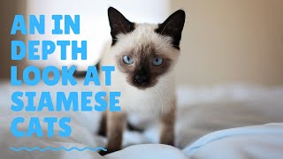 An In Depth Look At Siamese Cats