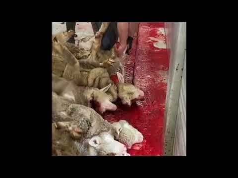 3 different methods sheep are being slaughtered in Turkey.