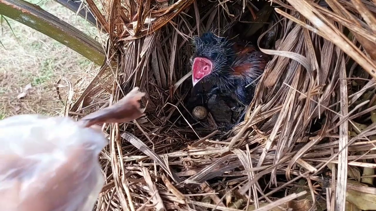 ANAK BURUNG BUBUT KELAPARAN