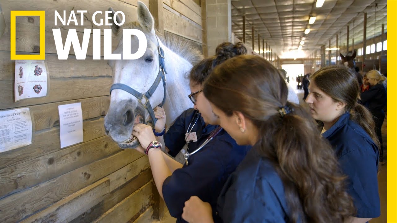 vet school