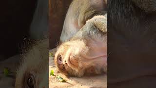 #monkey #animals #cute #babymonkey #funny #wildlife #monkeybaby #nature