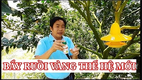 Bẫy Ruồi Vàng Thế Hệ Mới thu hút ruồi đực lẫn ruồi cái | Hai Lúa Vàng