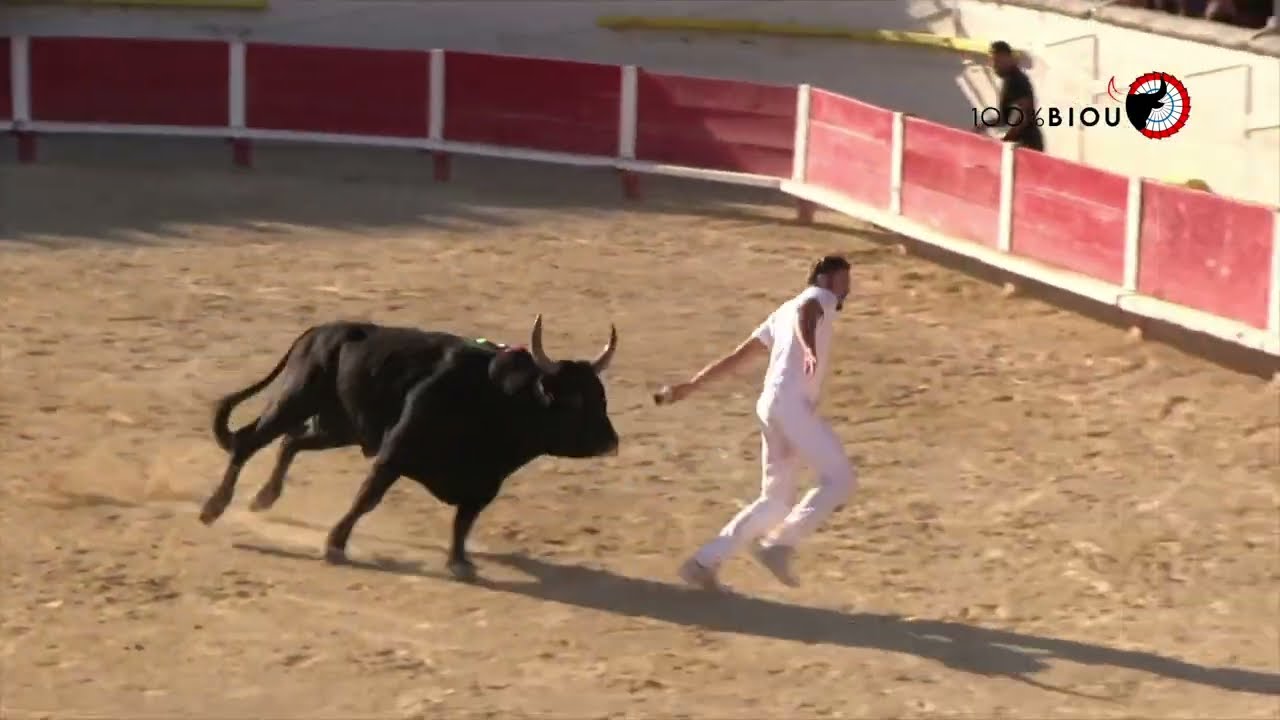 Saint Rémy de Provence Course camarguaise Taù d’or 30.09. 2025 