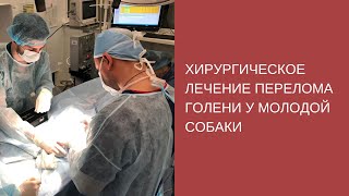 Хирургическое лечение перелома голени у молодой собаки